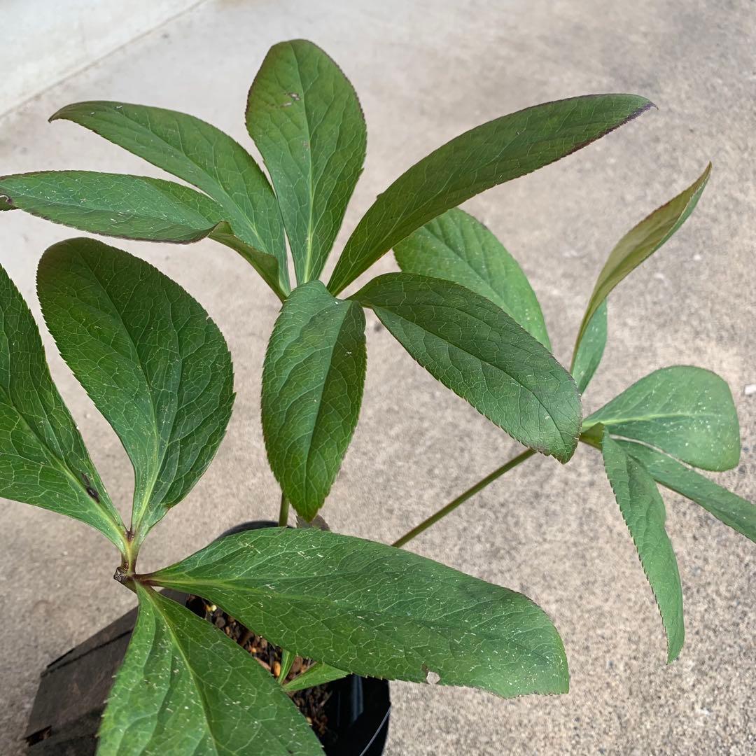 m*み様 クリスマスローズ　株分け苗　パピエ　ノワールドゥ　花郷園