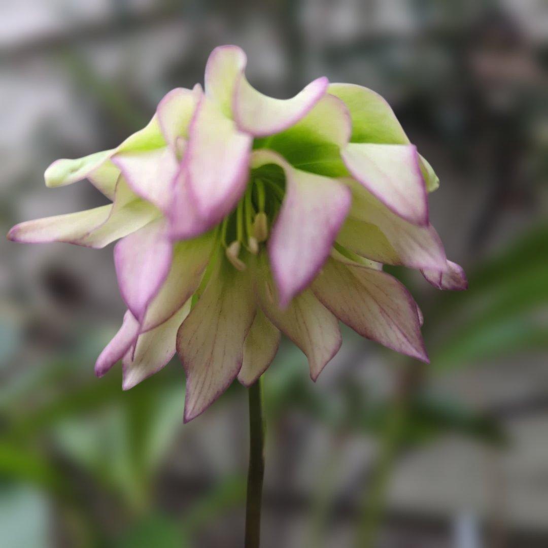 K*o様 大木ナーセリー❤️ クリスマスローズ❤️ ヘルツェ✕ヒデ交配❤️