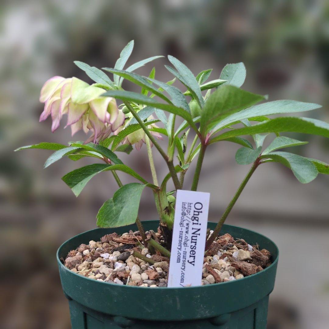 K*o様 大木ナーセリー❤️ クリスマスローズ❤️ ヘルツェ✕ヒデ交配❤️