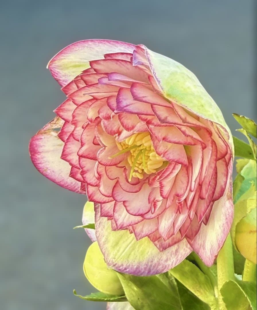 ★鮮やかピコティ　ホワイト小輪★クリスマスローズ開花株