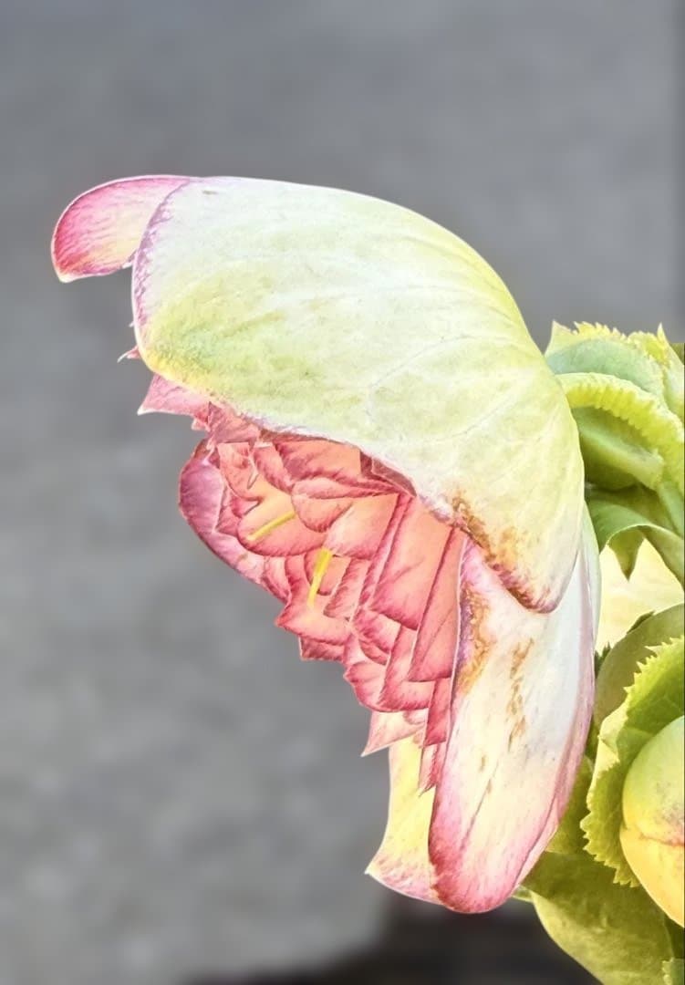 ★鮮やかピコティ　ホワイト小輪★クリスマスローズ開花株