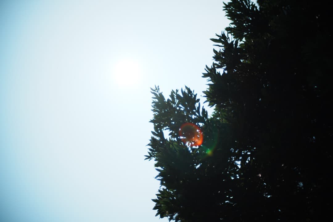 【整備＆テスト済】Nikon Ai-s Nikkor 50mm F1.4 430