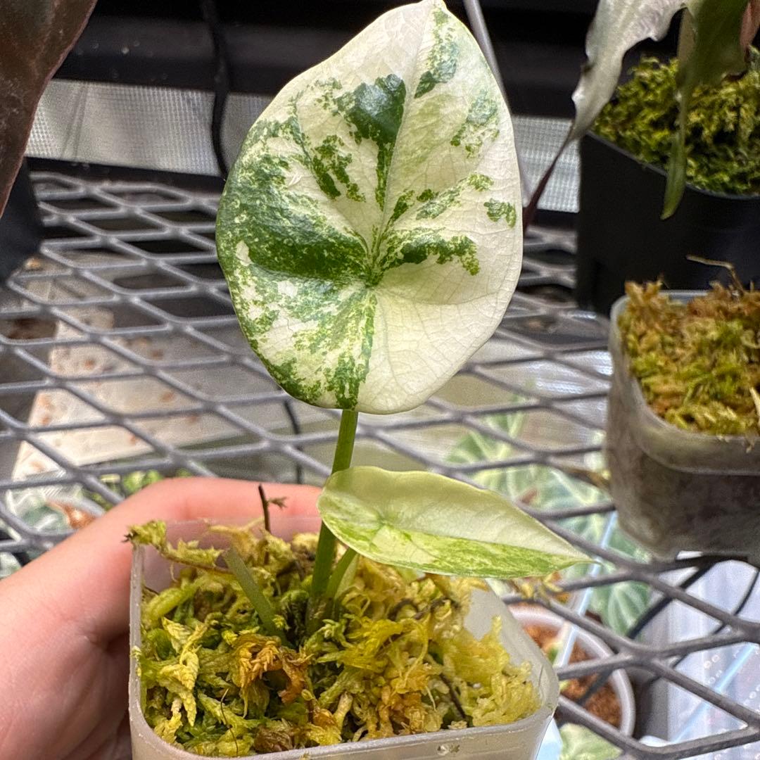 w*）様 美株 アロカシア シヌアータ アルボ