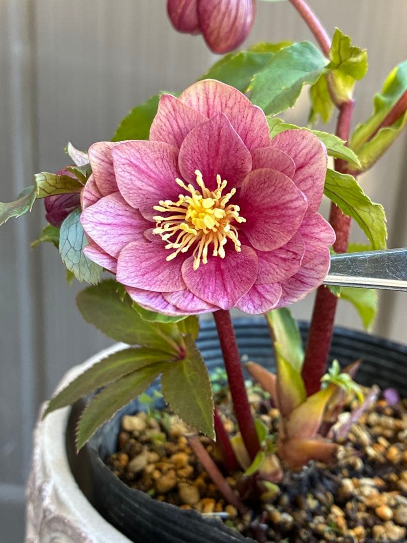 ♡加藤農園♡エクリプス交配　赤軸美花