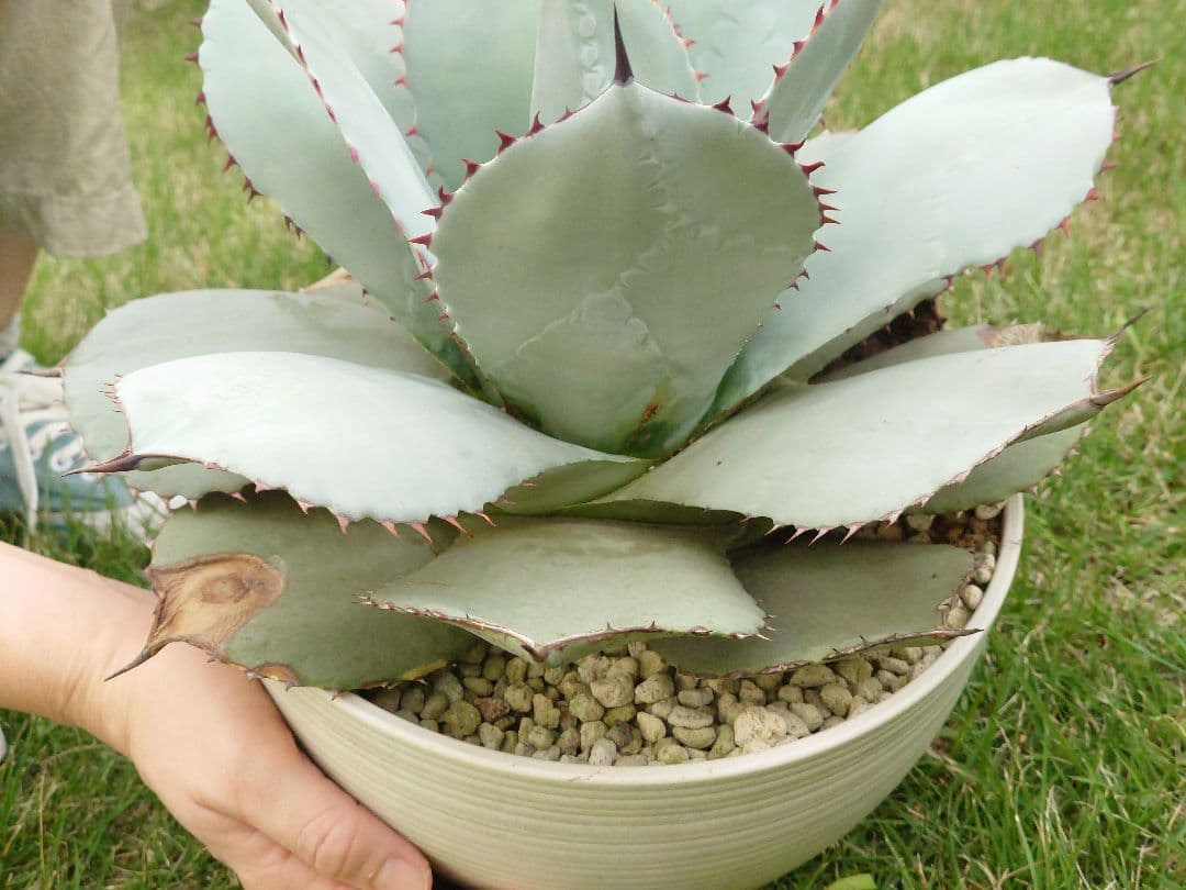 M*y様 パリー　トランカータ　実生　大株