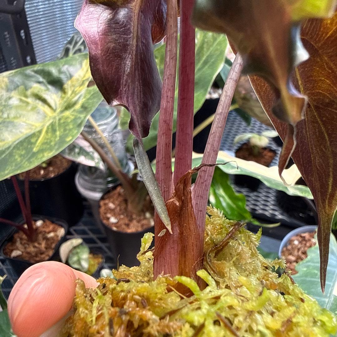 フ*世様 選抜 アロカシア ベノム