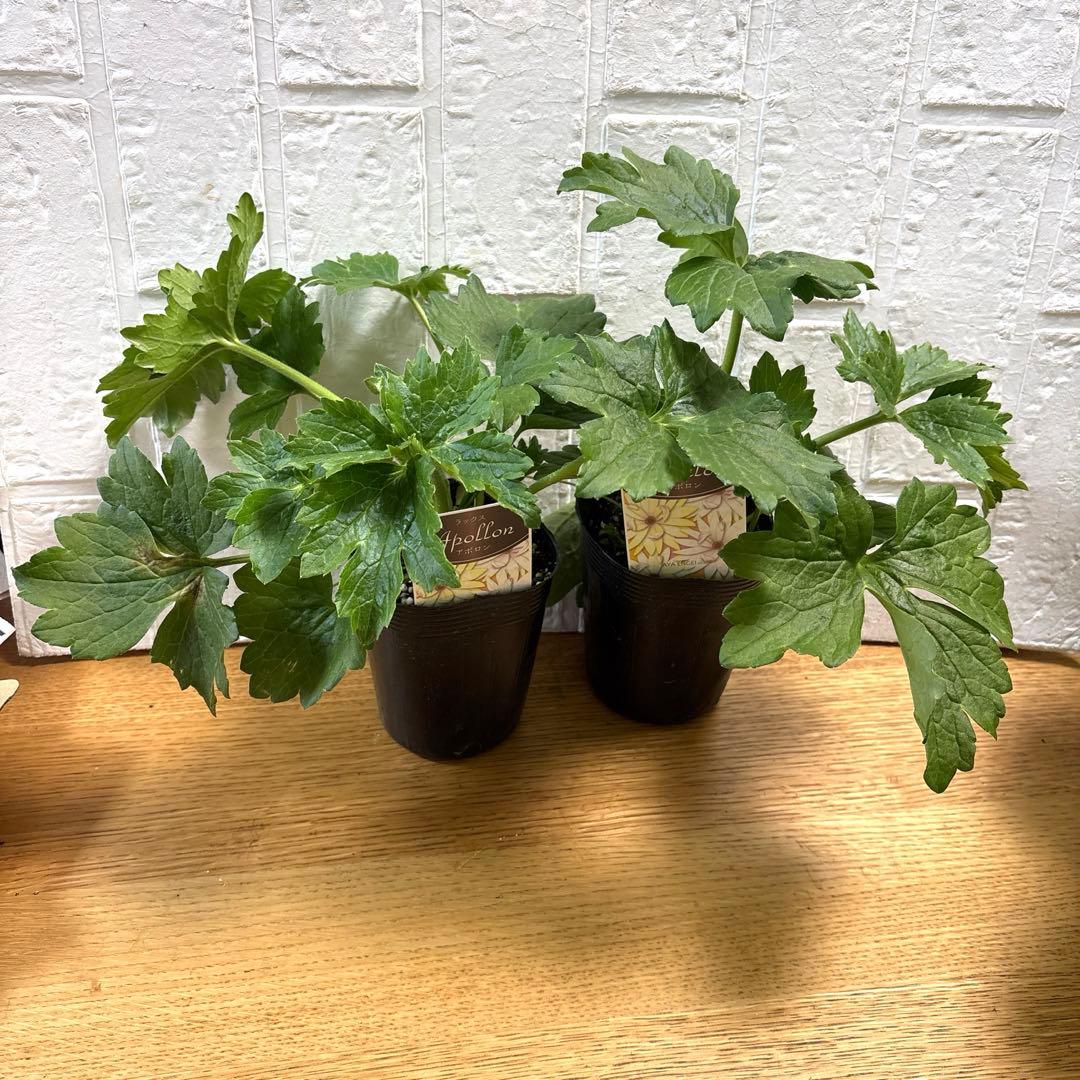 hiroakin様同梱用ラナンキュラスラックス♡アポロン♡10個セット