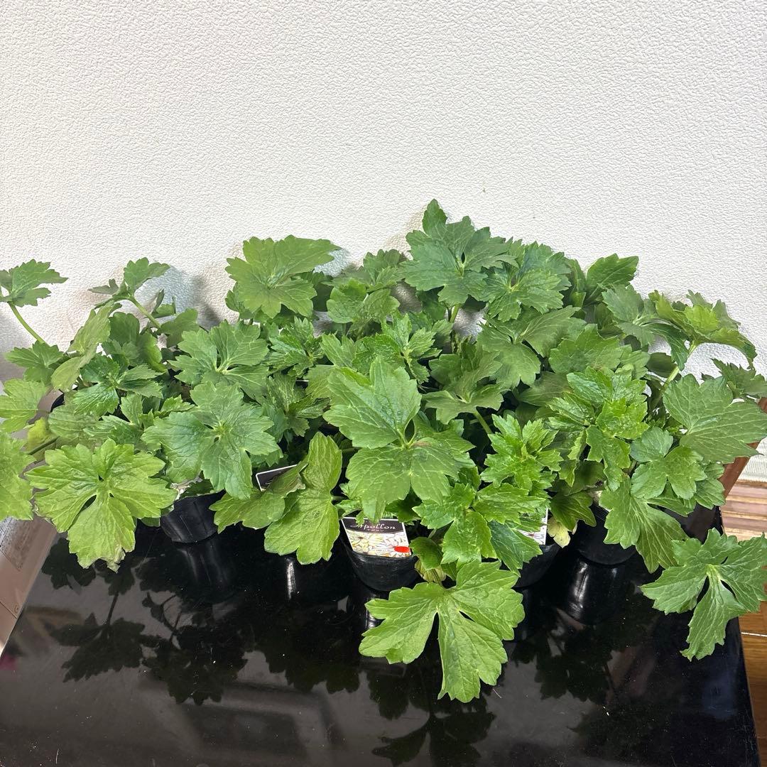 hiroakin様同梱用ラナンキュラスラックス♡アポロン♡10個セット