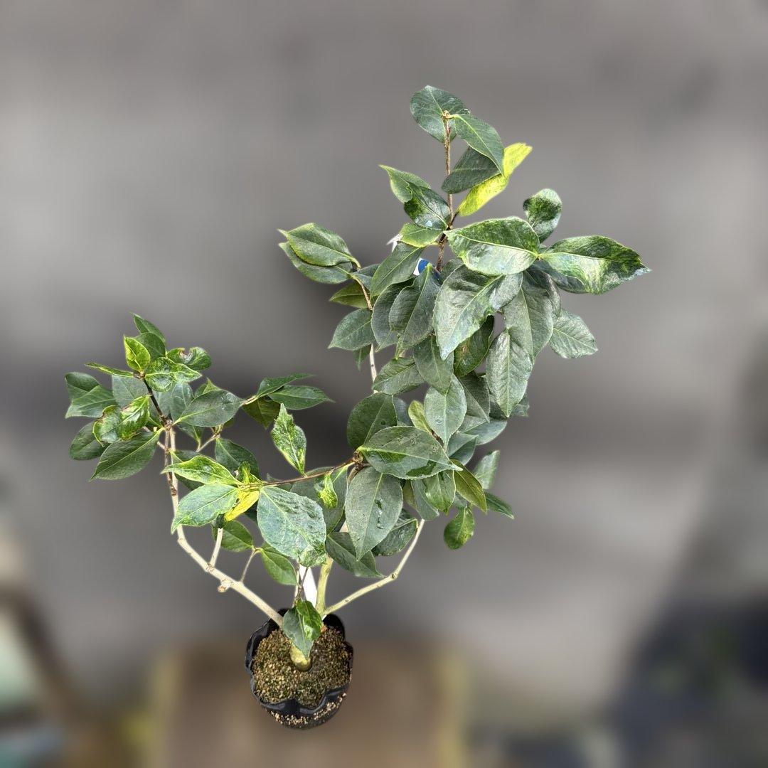 レイジェントリー5