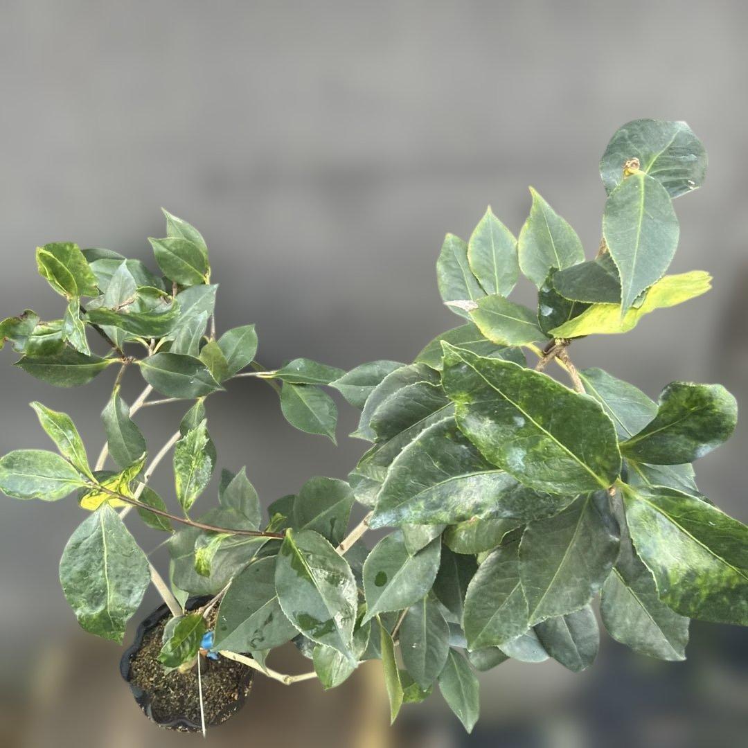 レイジェントリー5