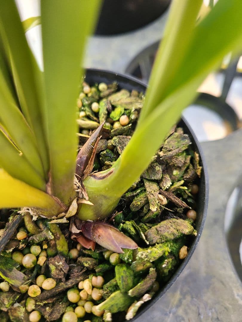 ミスマフェット。花芽2個。5鉢セット。蜜蜂誘引蘭。日本蜜蜂