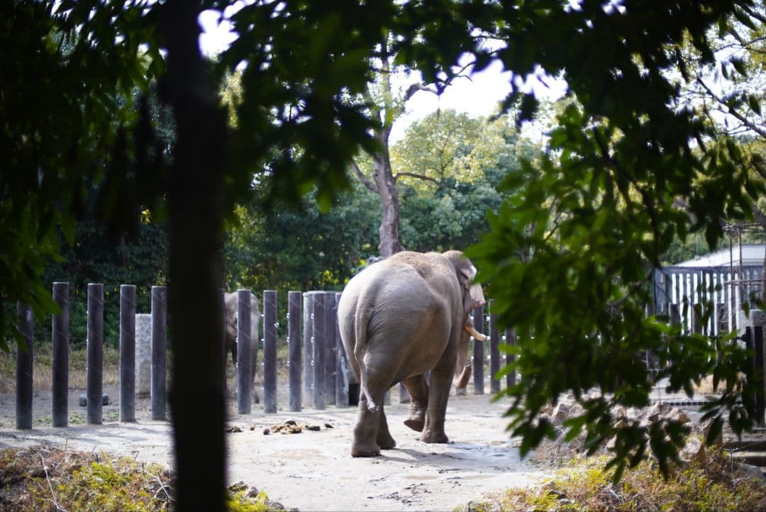 【美品】Nikon Ai 50mm f1.4 純正キャップ&フィルター付き