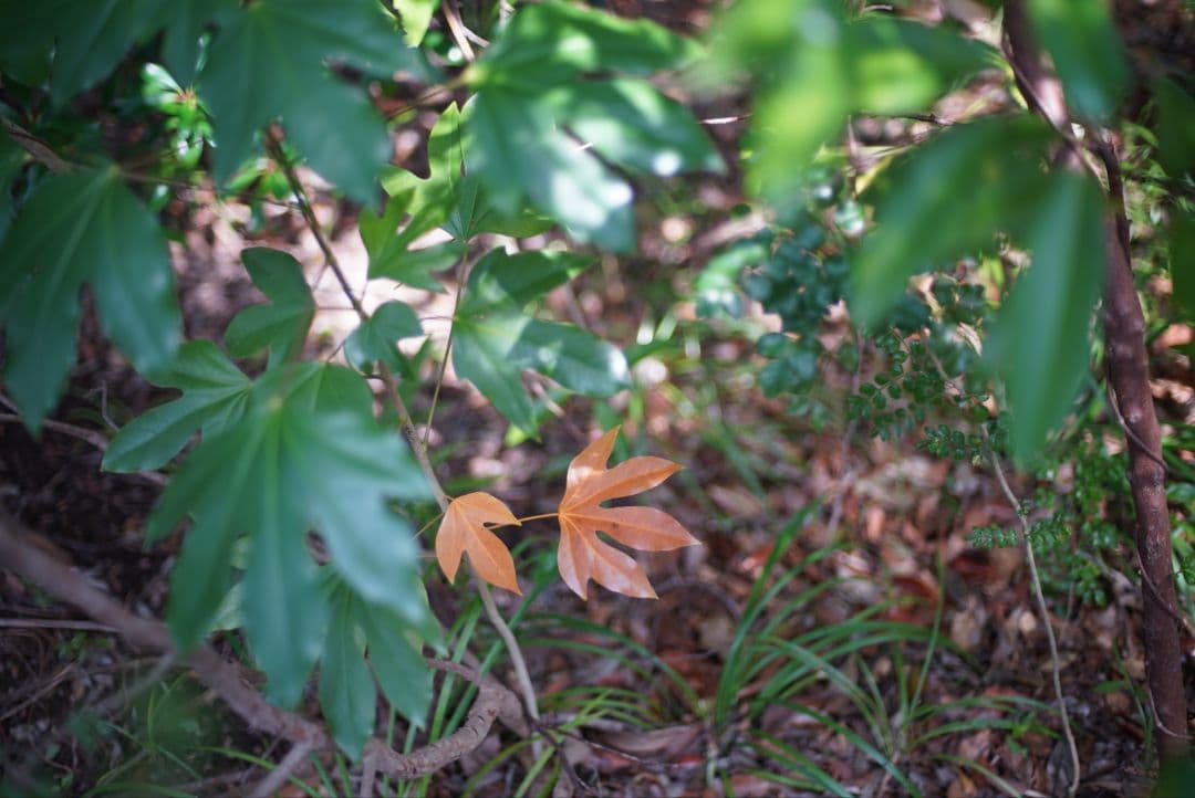 【美品】Nikon Ai 50mm f1.4 純正キャップ&フィルター付き