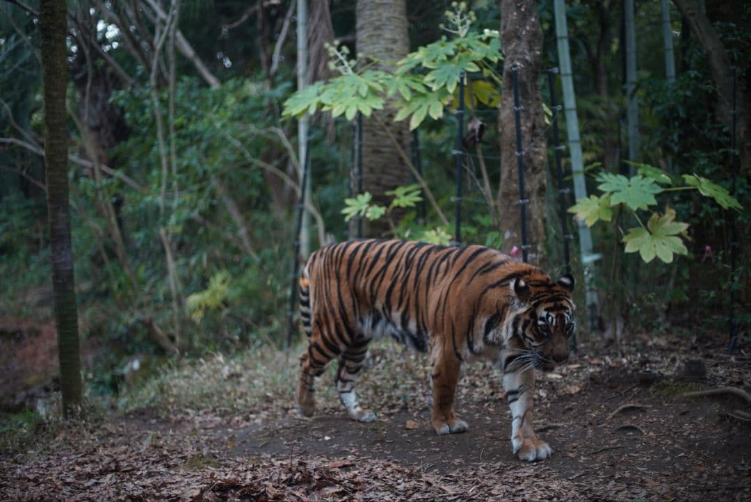 【美品】Nikon Ai 50mm f1.4 純正キャップ&フィルター付き