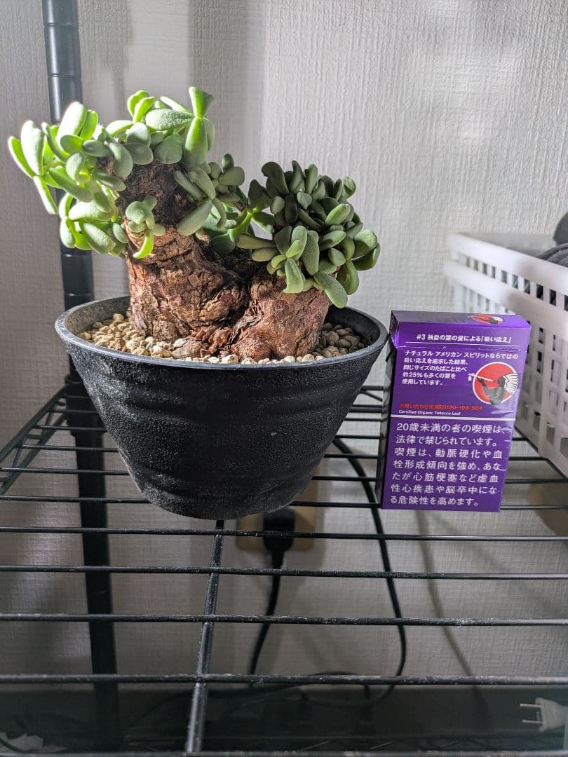 【年末セール】ケラリア ピグマエア 発根済み 鉢ごと発送　大 冬型