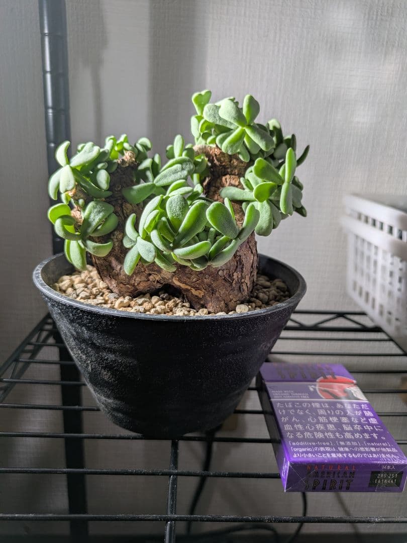 【年末セール】ケラリア ピグマエア 発根済み 鉢ごと発送　大 冬型