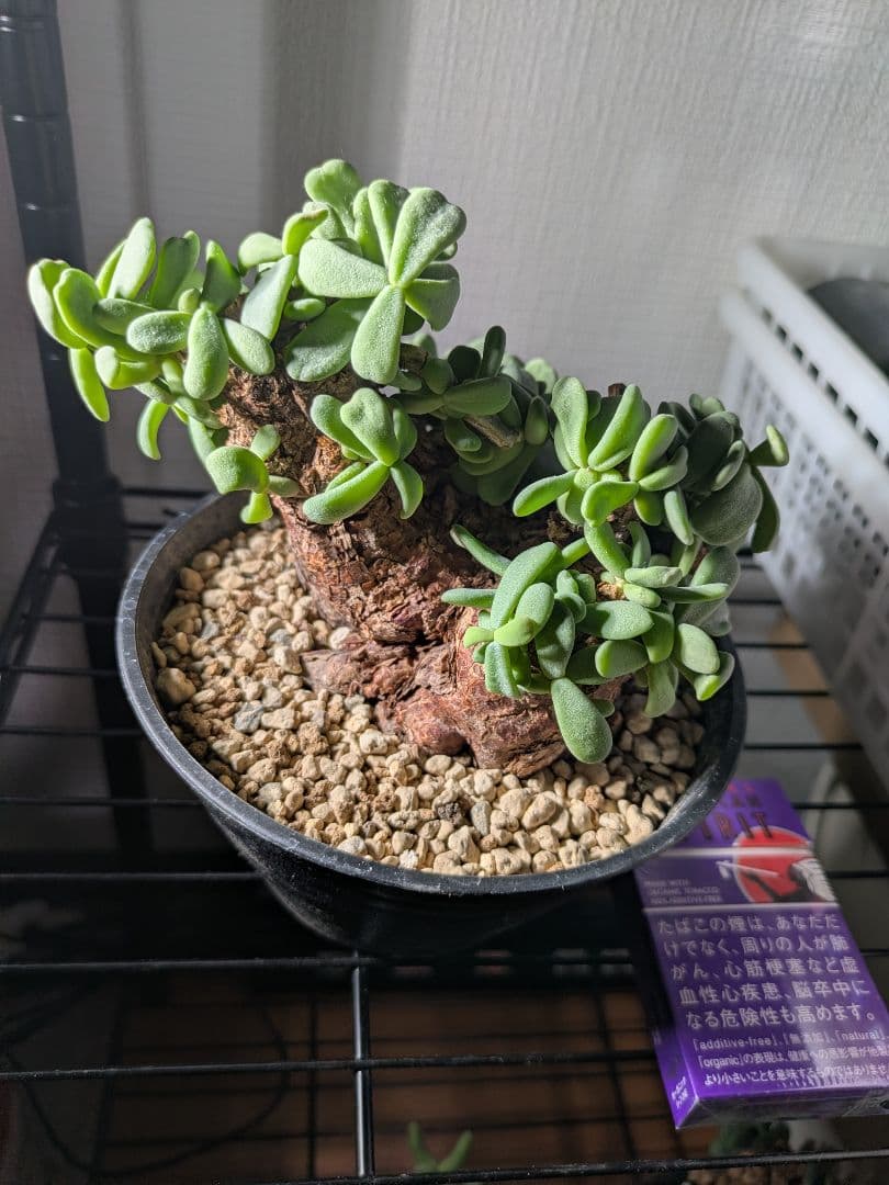 【年末セール】ケラリア ピグマエア 発根済み 鉢ごと発送　大 冬型