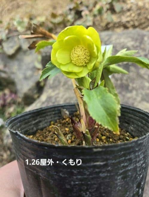 クリスマスローズ　ギョク　玉　グリーニッシュオーレア　　　　　　 大木ナーセリー