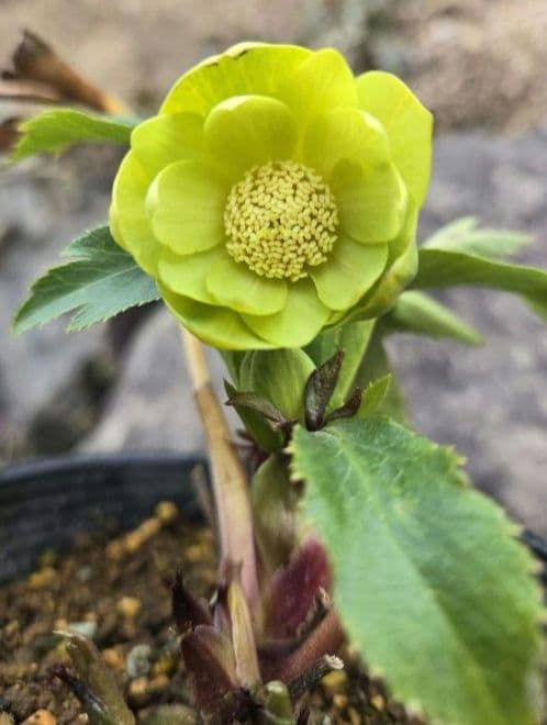 クリスマスローズ　ギョク　玉　グリーニッシュオーレア　　　　　　 大木ナーセリー