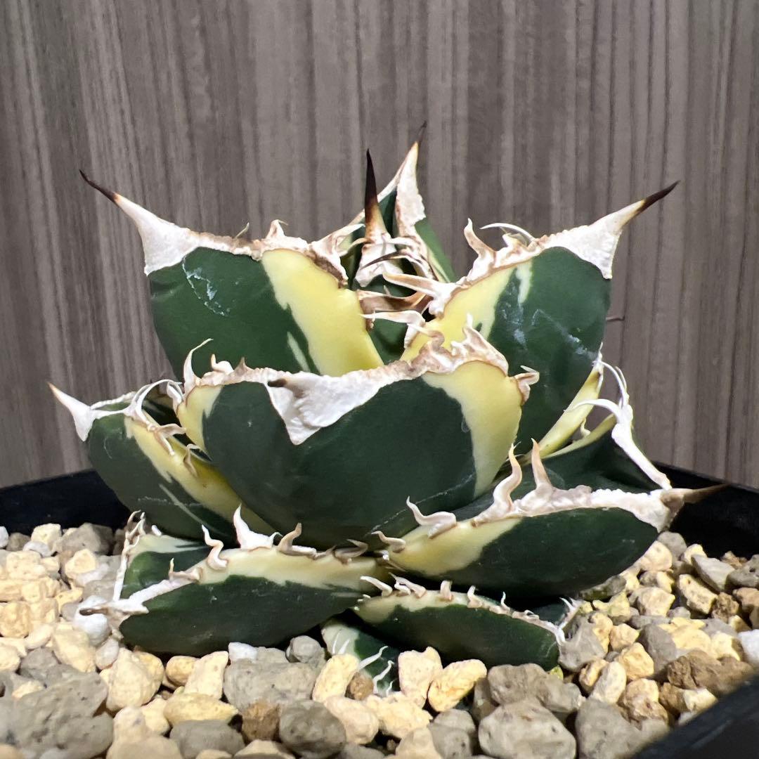 アガベ　sad 斑入り　南アフリカダイヤモンド