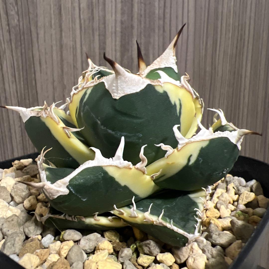 アガベ　sad 斑入り　南アフリカダイヤモンド