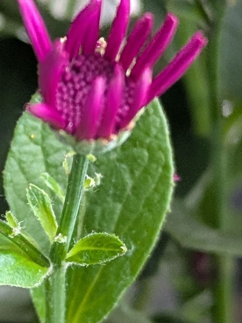 ♡みあり様♡13周年感謝価格✨✨