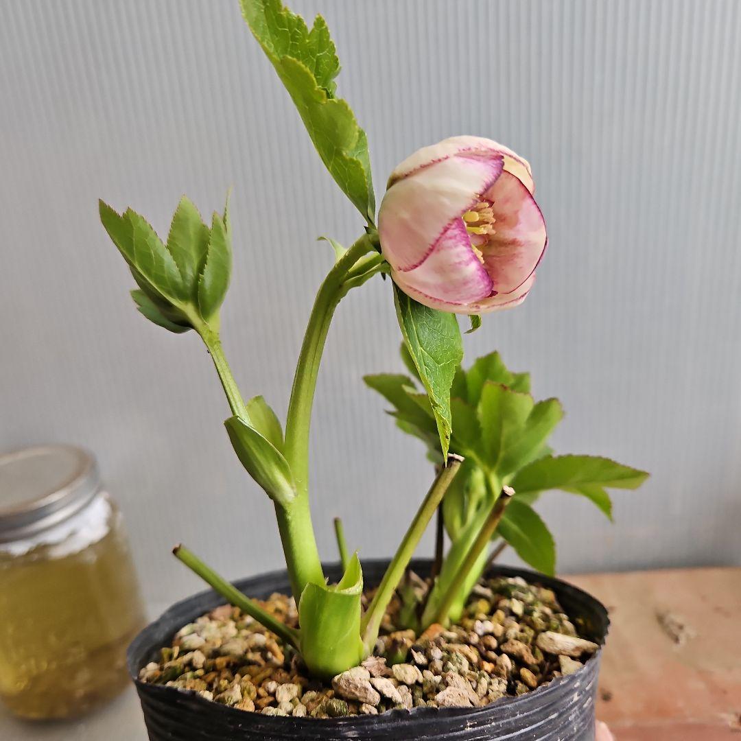 ㉖-498クリスマスローズ