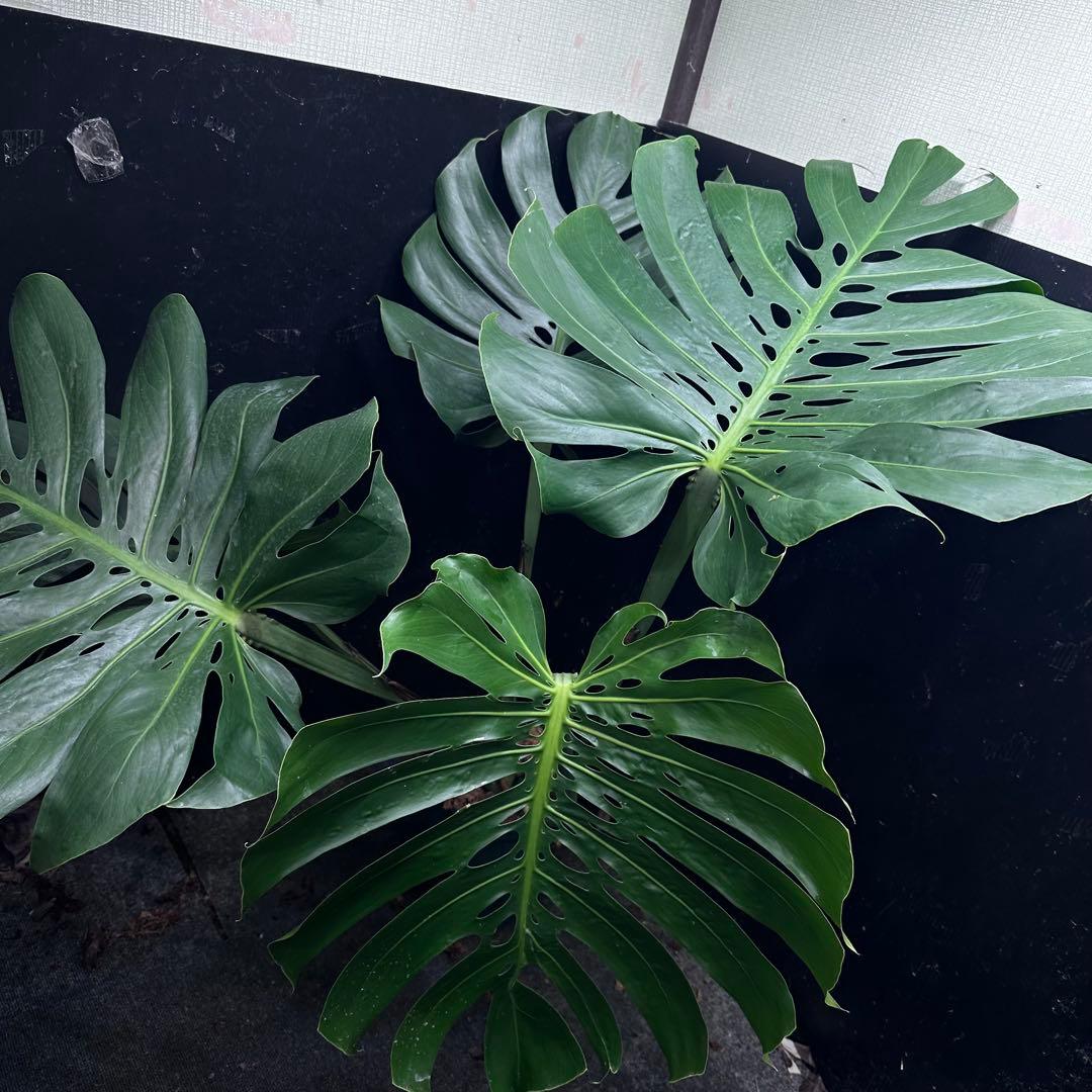 Remnモンステラデリシオーサマクロコズム超希少系統鉢植え102㎝
