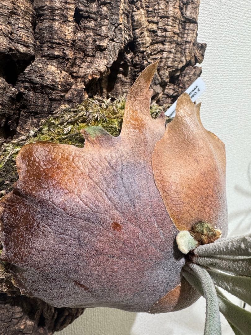 Platycerium celso original ビカクシダ