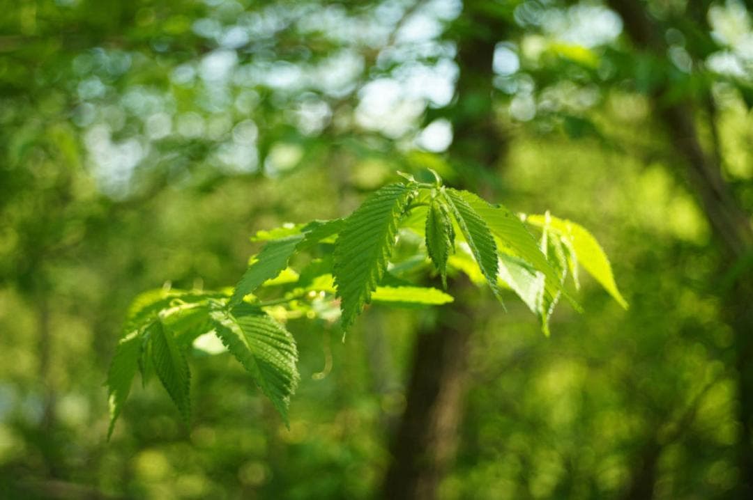 103　美品　ロモ　LOMO スメナ8 40mm F4.0 L39