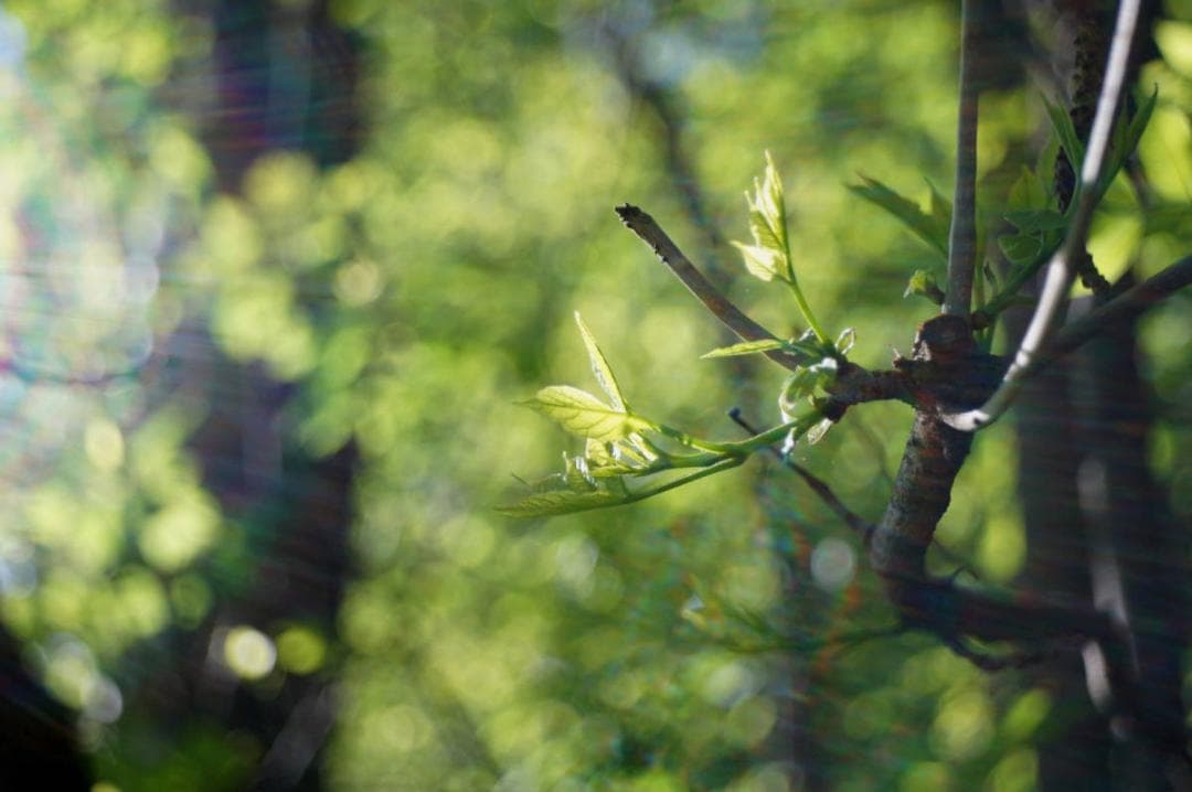 103　美品　ロモ　LOMO スメナ8 40mm F4.0 L39