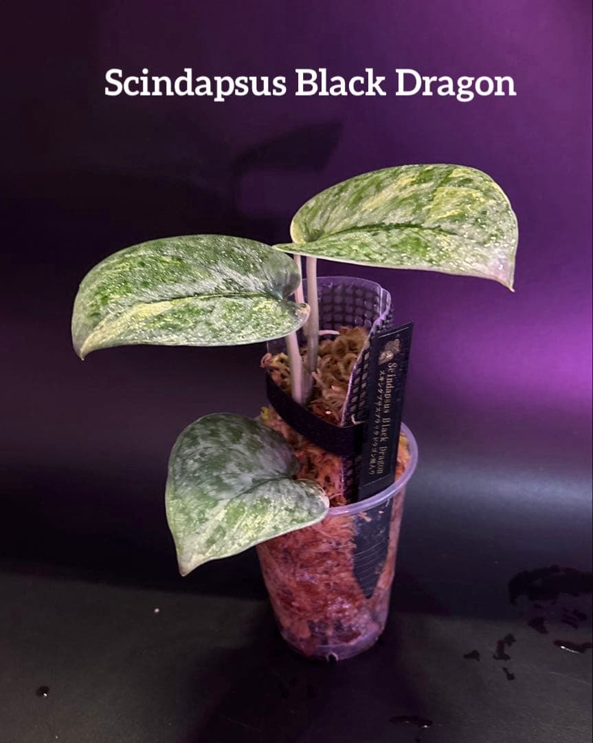 スキンダプサス　綺麗な斑入り　セット　F1