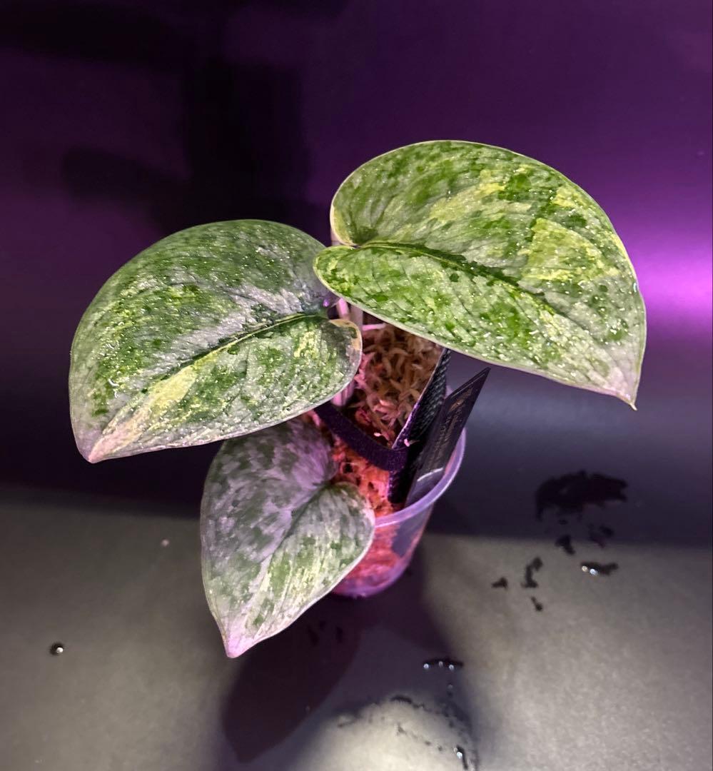 スキンダプサス　綺麗な斑入り　セット　F1