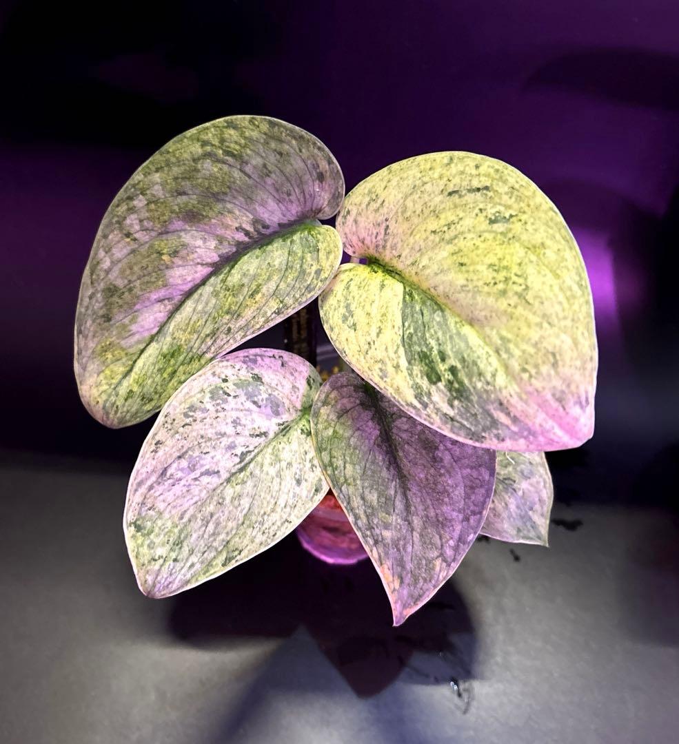 スキンダプサス　綺麗な斑入り　セット　F1