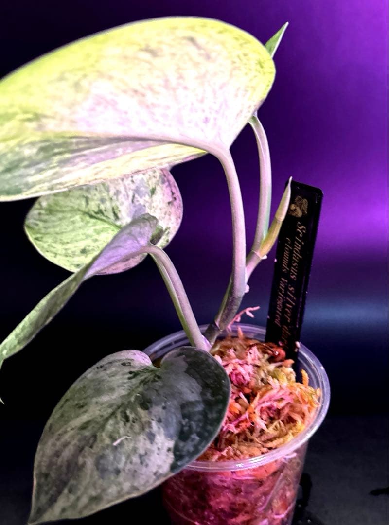 スキンダプサス　綺麗な斑入り　セット　F1