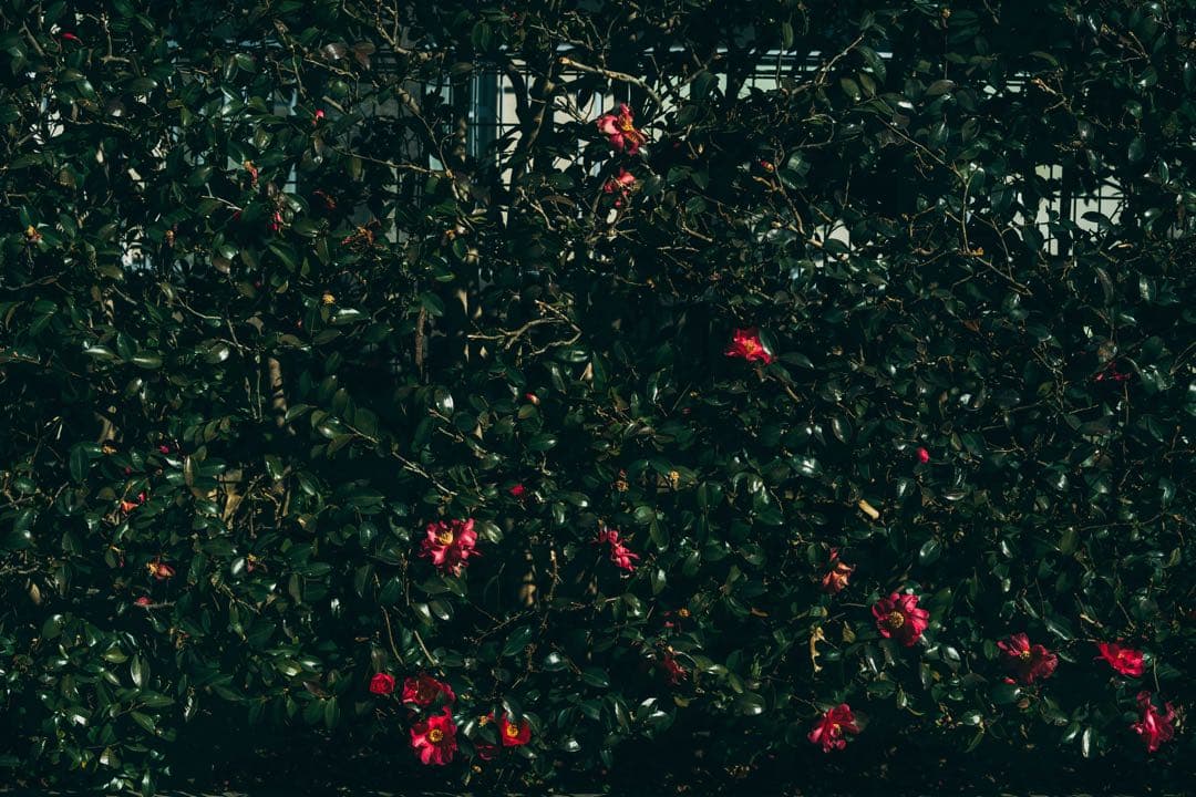 【美フレア】Super Takumar 55mm f1.8