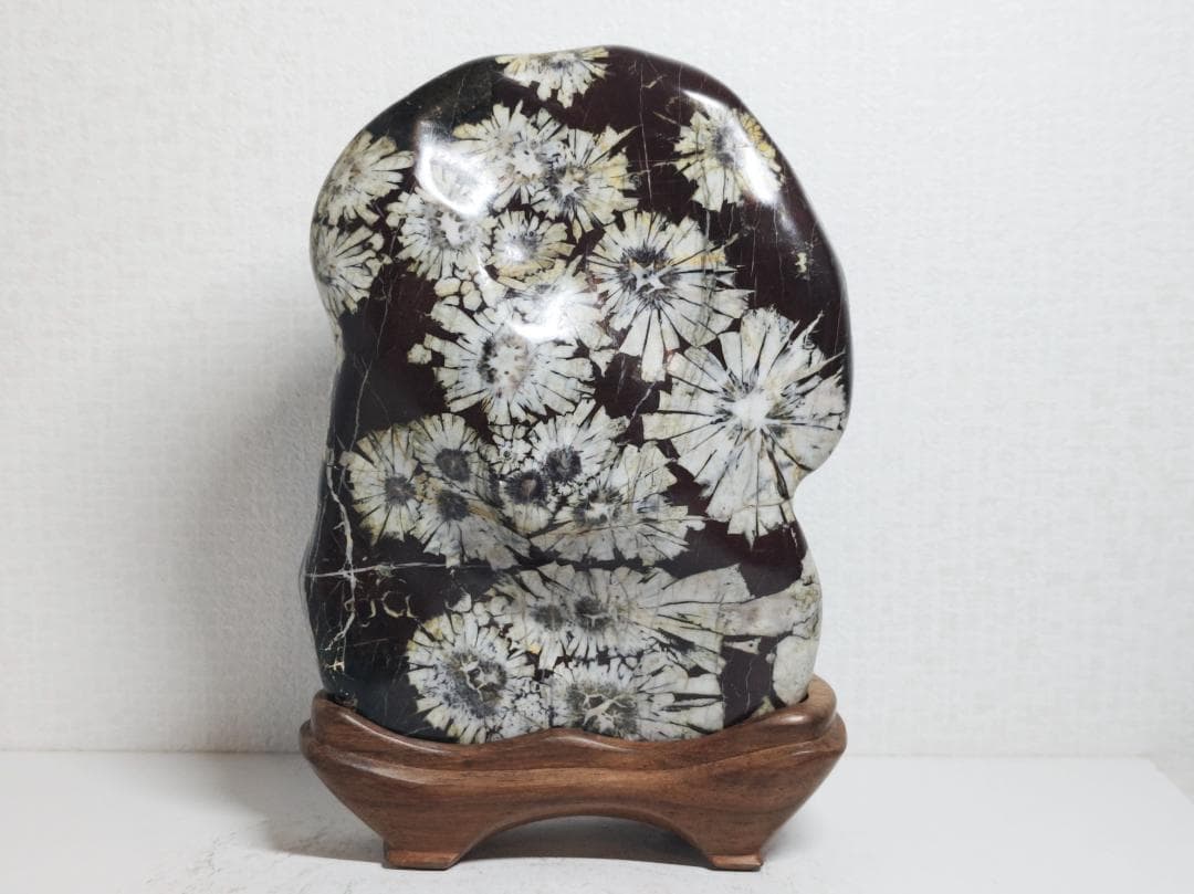 白菊 2.8kg 菊花石 菊紋石 花紋石 紋石 鑑賞石 自然石 水石 原石