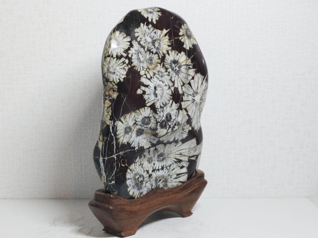 白菊 2.8kg 菊花石 菊紋石 花紋石 紋石 鑑賞石 自然石 水石 原石