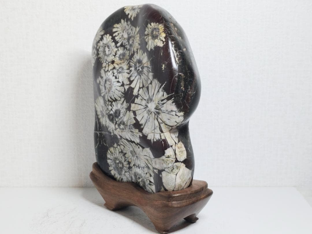 白菊 2.8kg 菊花石 菊紋石 花紋石 紋石 鑑賞石 自然石 水石 原石