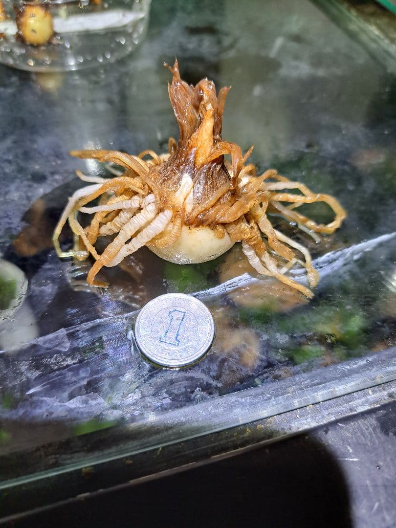 て*す様 *山野草　ヒュウガヒロハテンナンショウ　鹿児島県産の実生　大球