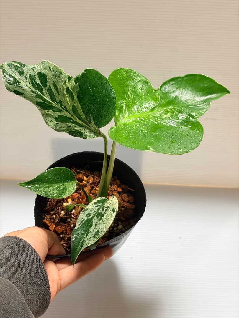 ☆美株☆ モンステラ バルバソー バルバソウル フシギダネ