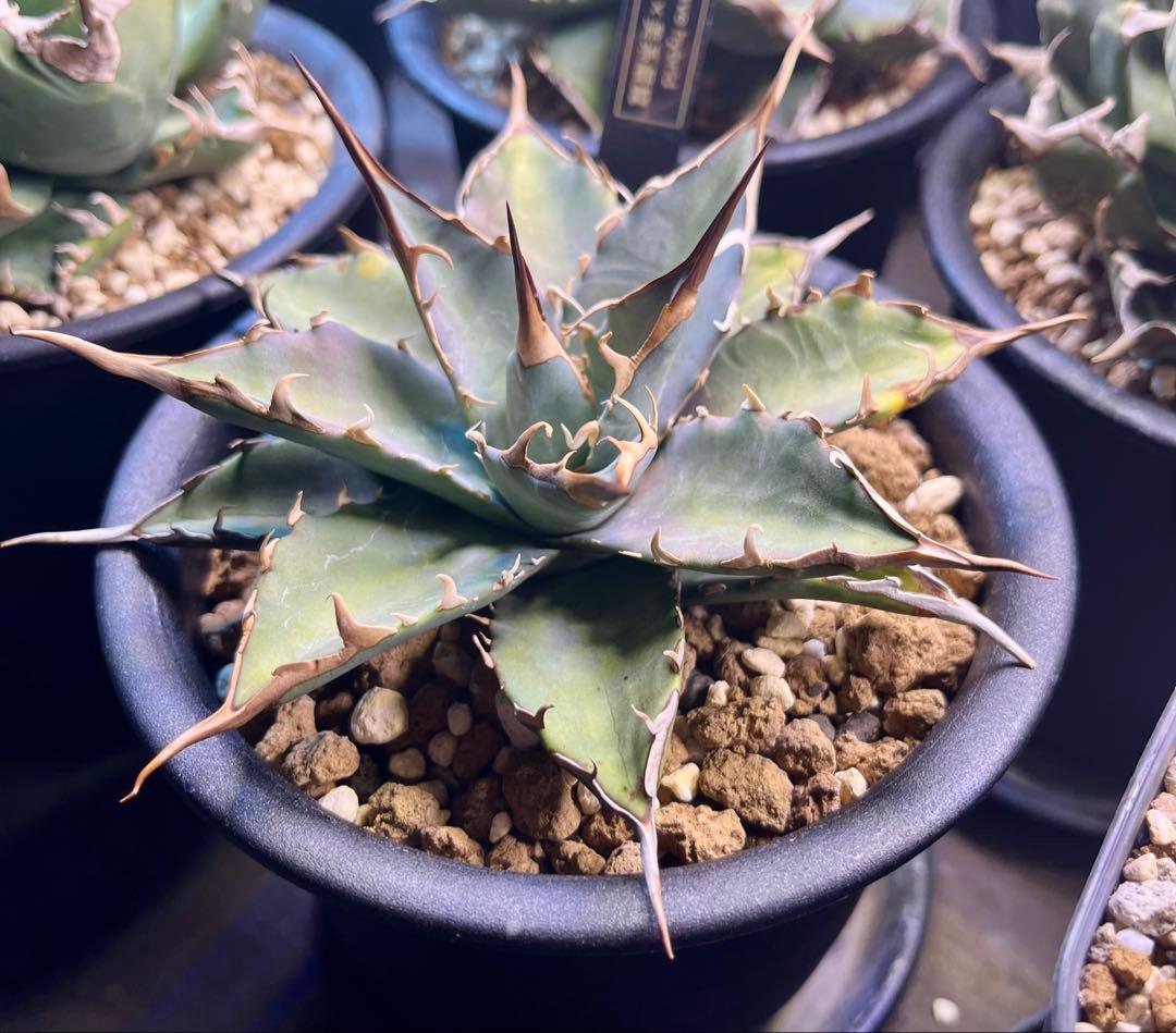 やーまん太郎 アガべ ハイブリッド エボリスピナ×美系厳龍 福園藝産