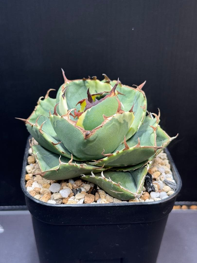 アガベ　ジャガーノート錦　覆輪斑　親株　子株付き