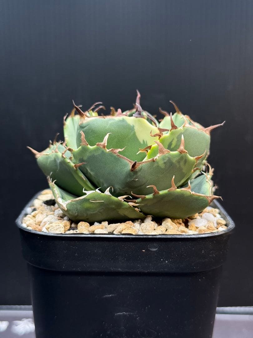 アガベ　ジャガーノート錦　覆輪斑　親株　子株付き