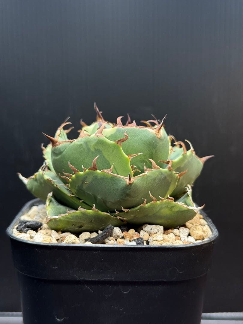 アガベ　ジャガーノート錦　覆輪斑　親株　子株付き