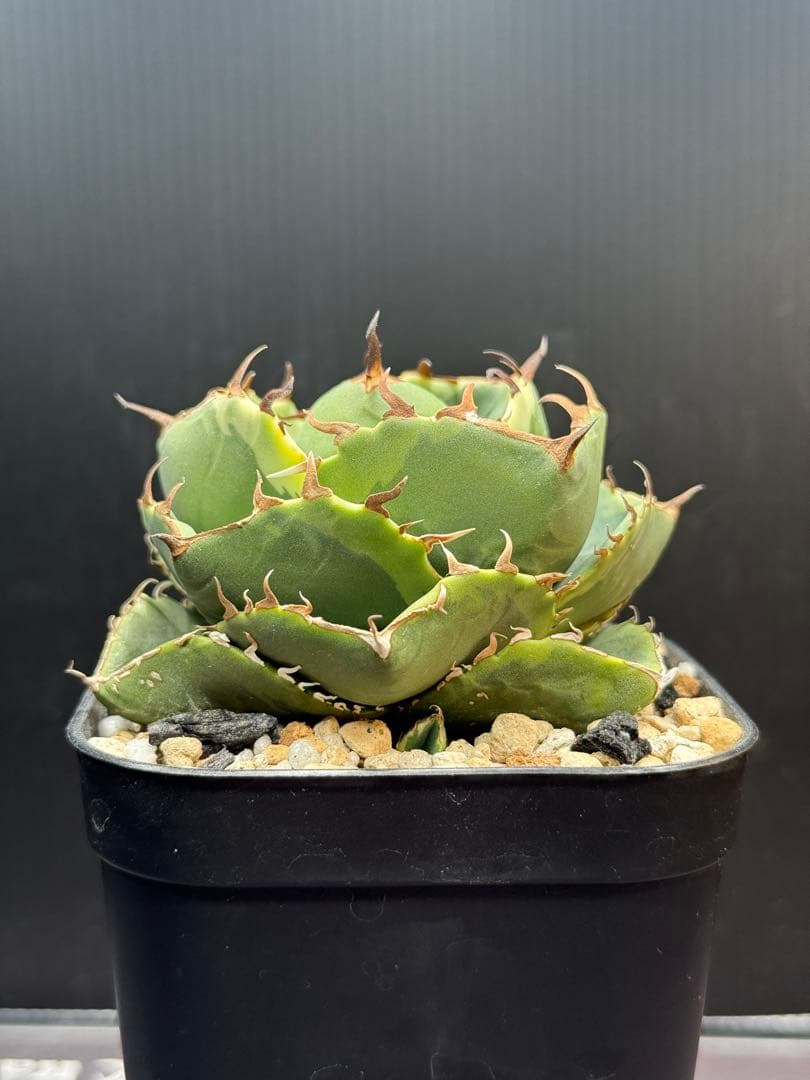 アガベ　ジャガーノート錦　覆輪斑　親株　子株付き