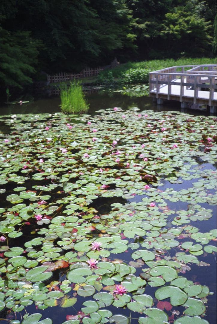 KONICA C35 flashmatic 整備、テスト撮影済み　271132