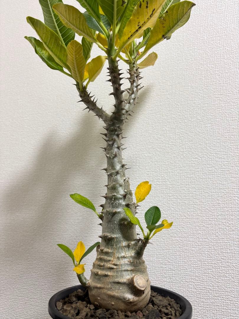 開花株　パキポディウム　ウィンゾリー　有望株