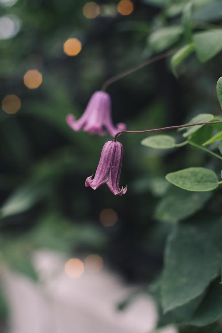 トロけるボケならF1.4！SMC takumar 50mm F1.4 M42