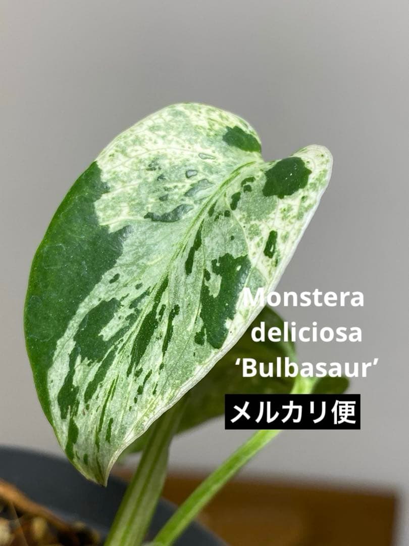T*T様 【将来有望株‼️】モンステラ　デリシオーサ　バルバソー　フシギダネ/ベ